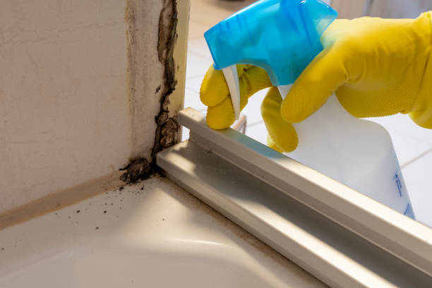 Best Professional Mold Removal  in Parkston, SD