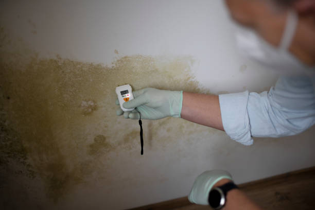 Best Mold Removal Company Near Me  in Parkston, SD