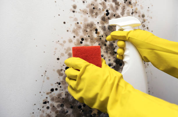 Best Local Mold Removal Service  in Parkston, SD