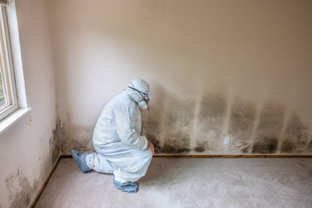 Best Fast Mold Removal  in Parkston, SD