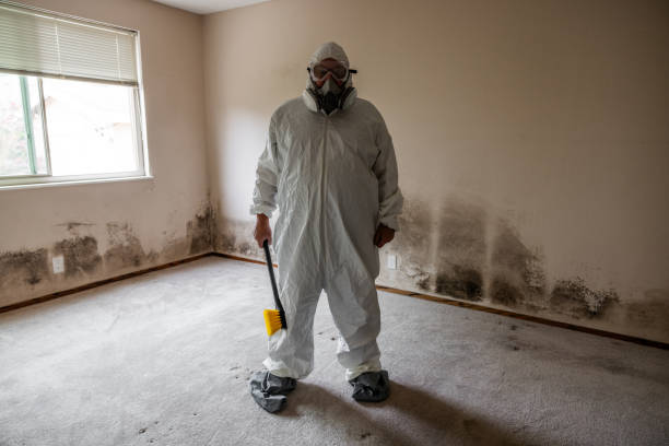Best Home Mold Removal  in Parkston, SD