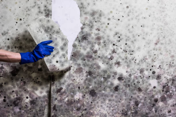 Best Office Mold Removal Services  in Parkston, SD