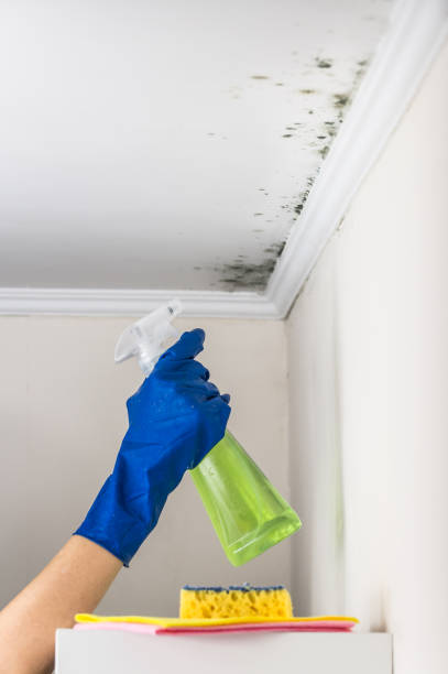 Best Professional Mold Removal  in Parkston, SD