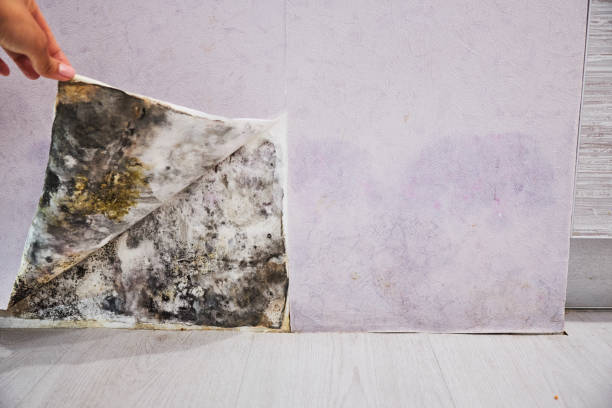 Best Black Mold Removal  in Parkston, SD